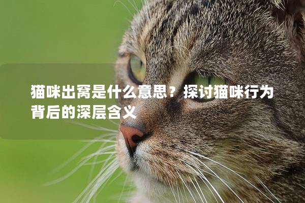 猫咪出窝是什么意思？探讨猫咪行为背后的深层含义