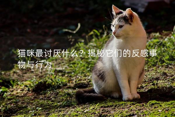 猫咪最讨厌什么？揭秘它们的反感事物与行为