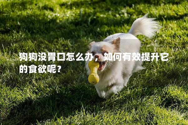 狗狗没胃口怎么办，如何有效提升它的食欲呢？