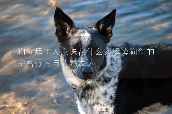 狗狗舔主人意味着什么？解读狗狗的亲密行为与情感表达