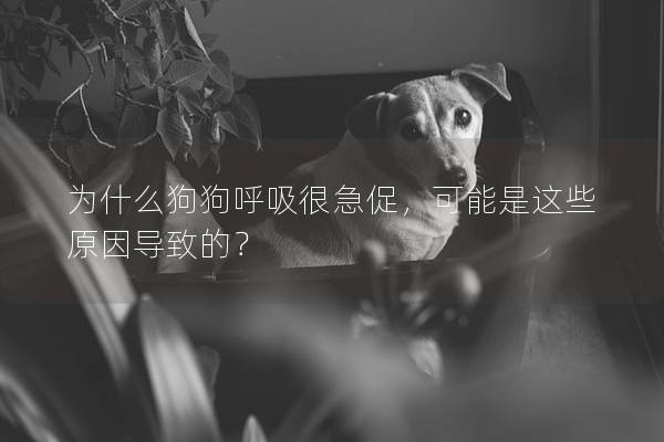 为什么狗狗呼吸很急促，可能是这些原因导致的？