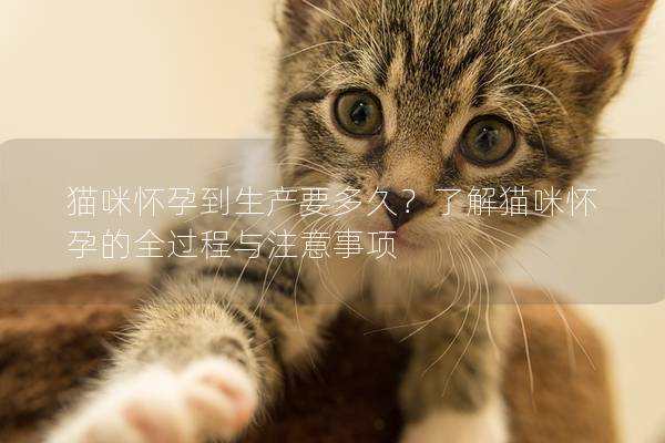 猫咪怀孕到生产要多久？了解猫咪怀孕的全过程与注意事项