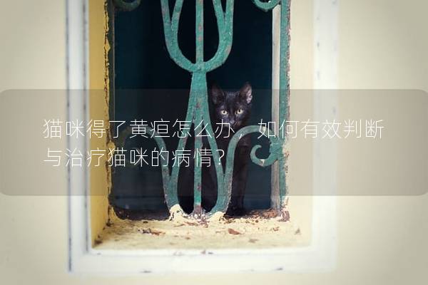 猫咪得了黄疸怎么办，如何有效判断与治疗猫咪的病情？