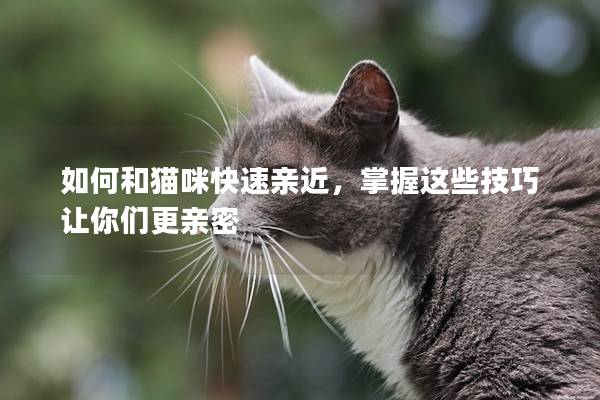 如何和猫咪快速亲近，掌握这些技巧让你们更亲密