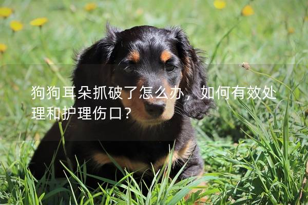 狗狗耳朵抓破了怎么办，如何有效处理和护理伤口？