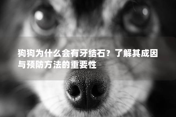 狗狗为什么会有牙结石？了解其成因与预防方法的重要性