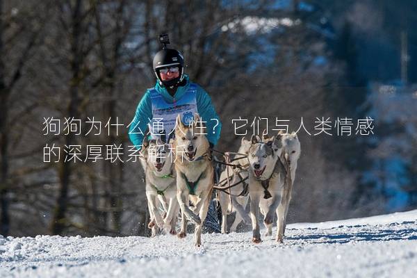 狗狗为什么通人性？它们与人类情感的深厚联系解析