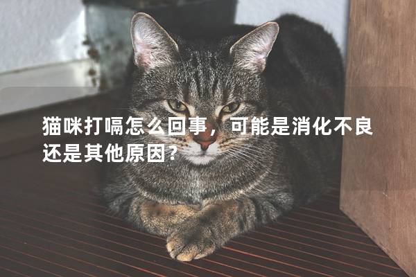 猫咪打嗝怎么回事，可能是消化不良还是其他原因？