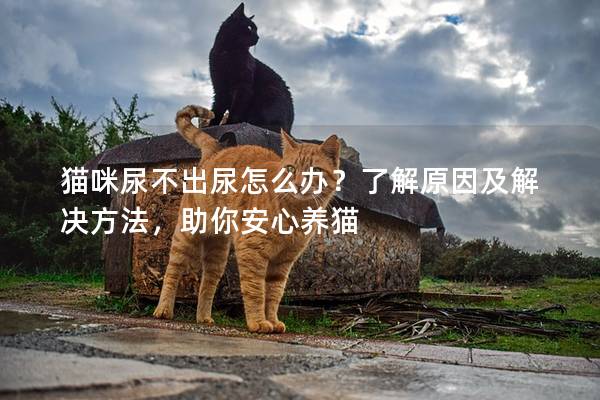 猫咪尿不出尿怎么办？了解原因及解决方法，助你安心养猫