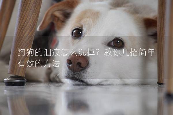 狗狗的泪痕怎么洗掉？教你几招简单有效的方法