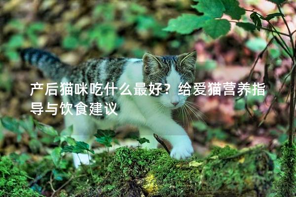 产后猫咪吃什么最好？给爱猫营养指导与饮食建议