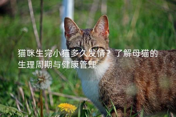 猫咪生完小猫多久发情？了解母猫的生理周期与健康管理