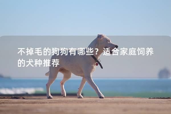 不掉毛的狗狗有哪些？适合家庭饲养的犬种推荐