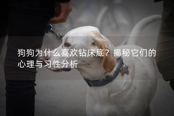 狗狗为什么喜欢钻床底？揭秘它们的心理与习性分析