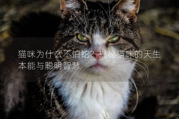 猫咪为什么不怕蛇？揭秘猫咪的天生本能与聪明智慧