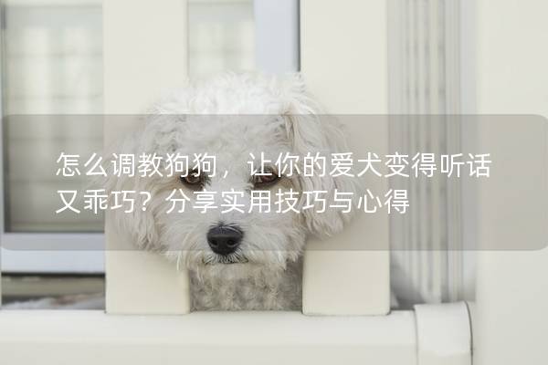 怎么调教狗狗，让你的爱犬变得听话又乖巧？分享实用技巧与心得