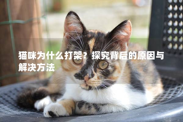 猫咪为什么打架？探究背后的原因与解决方法