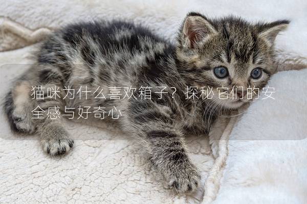 猫咪为什么喜欢箱子？探秘它们的安全感与好奇心