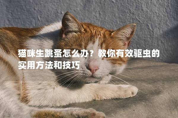 猫咪生跳蚤怎么办？教你有效驱虫的实用方法和技巧