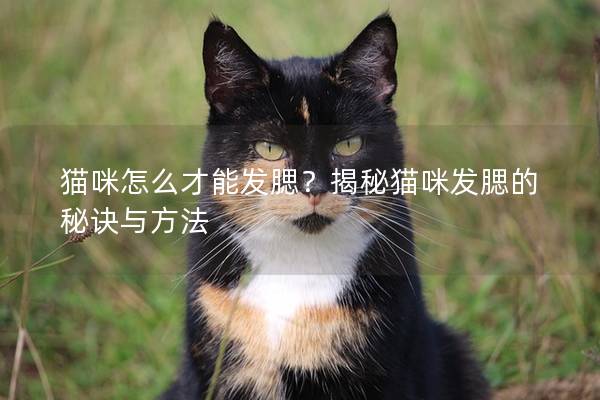 猫咪怎么才能发腮？揭秘猫咪发腮的秘诀与方法