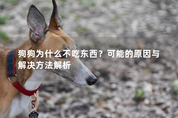 狗狗为什么不吃东西？可能的原因与解决方法解析