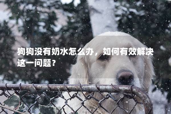 狗狗没有奶水怎么办，如何有效解决这一问题？