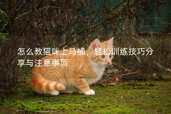 怎么教猫咪上马桶，轻松训练技巧分享与注意事项