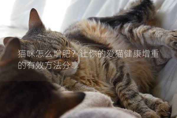 猫咪怎么增肥？让你的爱猫健康增重的有效方法分享