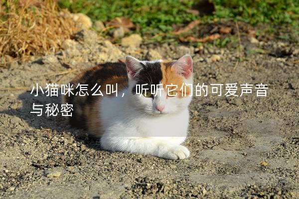 小猫咪怎么叫，听听它们的可爱声音与秘密