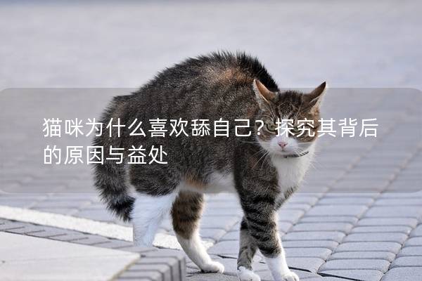 猫咪为什么喜欢舔自己？探究其背后的原因与益处