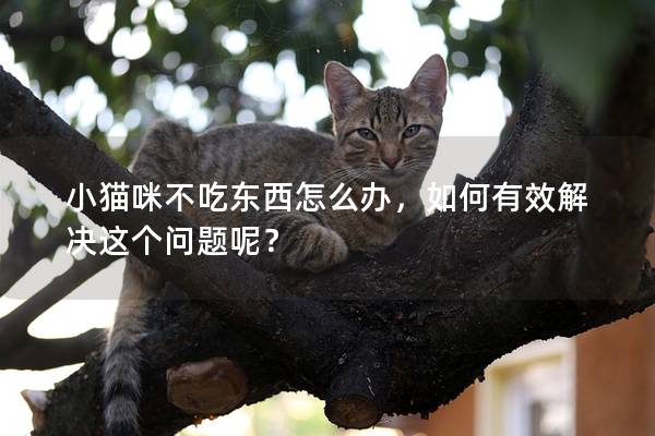 小猫咪不吃东西怎么办，如何有效解决这个问题呢？