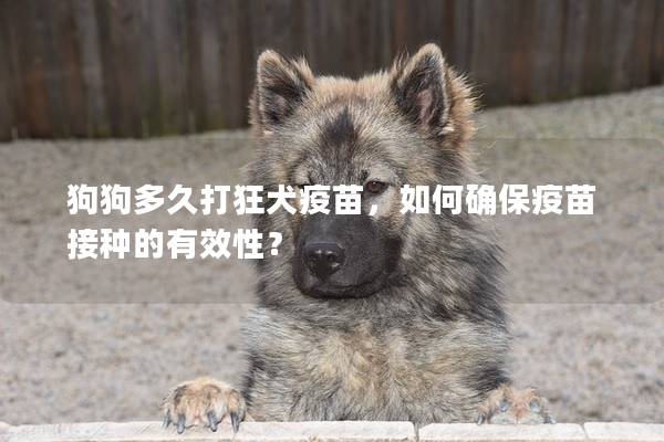 狗狗多久打狂犬疫苗，如何确保疫苗接种的有效性？