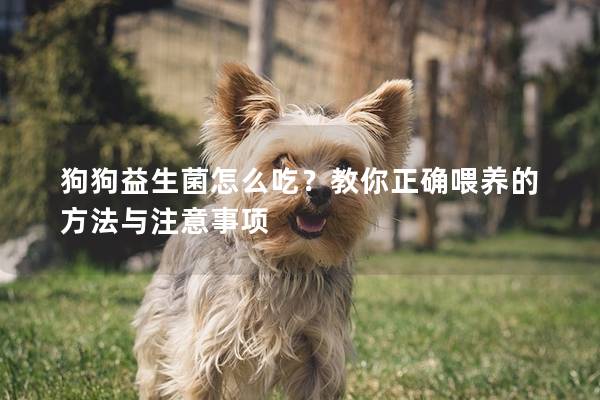 狗狗益生菌怎么吃？教你正确喂养的方法与注意事项