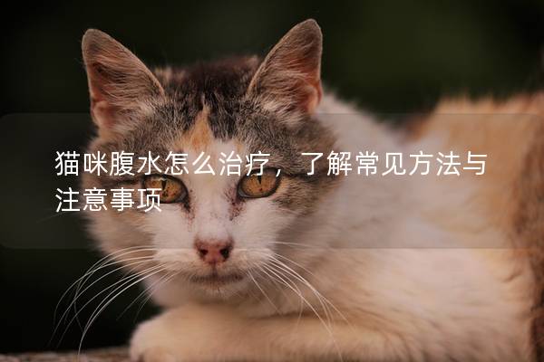 猫咪腹水怎么治疗，了解常见方法与注意事项