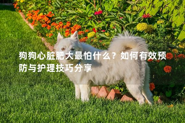 狗狗心脏肥大最怕什么？如何有效预防与护理技巧分享