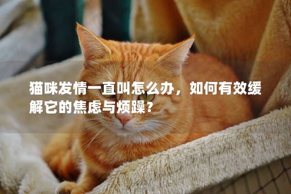 猫咪发情一直叫怎么办，如何有效缓解它的焦虑与烦躁？