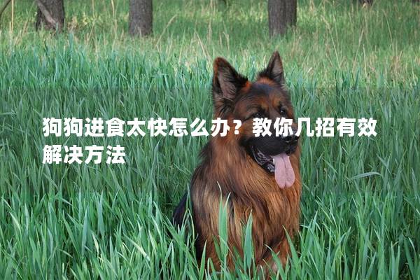 狗狗进食太快怎么办？教你几招有效解决方法