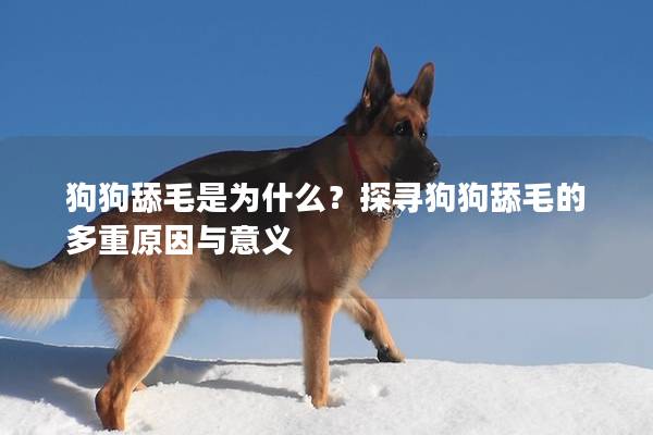 狗狗舔毛是为什么？探寻狗狗舔毛的多重原因与意义