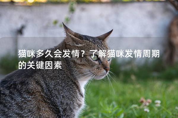 猫咪多久会发情？了解猫咪发情周期的关键因素