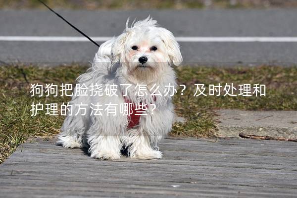 狗狗把脸挠破了怎么办？及时处理和护理的方法有哪些？