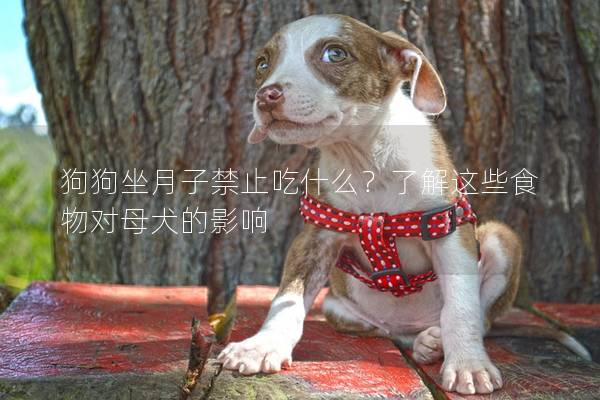 狗狗坐月子禁止吃什么？了解这些食物对母犬的影响