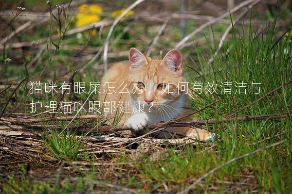 猫咪有眼屎怎么办，如何有效清洁与护理猫咪眼部健康？