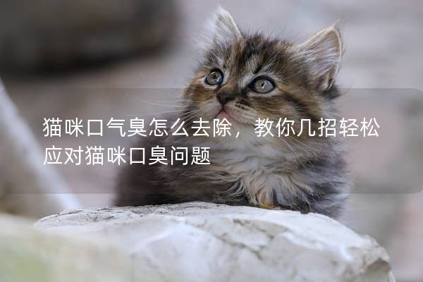 猫咪口气臭怎么去除，教你几招轻松应对猫咪口臭问题