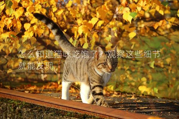 怎么知道猫咪吃饱了？观察这些细节就能发现