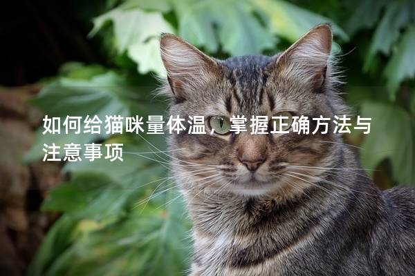 如何给猫咪量体温，掌握正确方法与注意事项