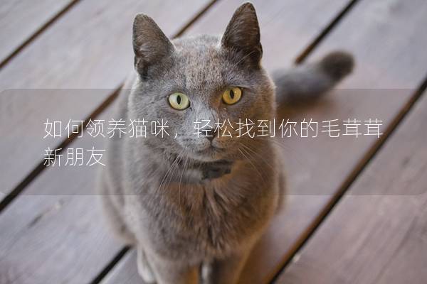 如何领养猫咪，轻松找到你的毛茸茸新朋友