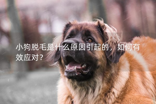 小狗脱毛是什么原因引起的，如何有效应对？