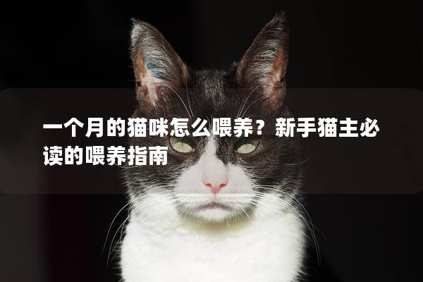 一个月的猫咪怎么喂养？新手猫主必读的喂养指南