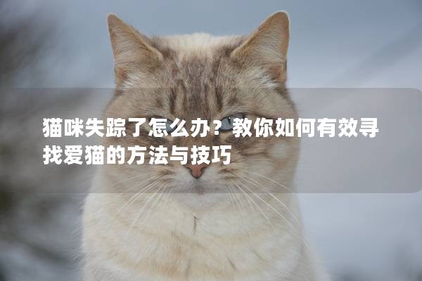 猫咪失踪了怎么办？教你如何有效寻找爱猫的方法与技巧