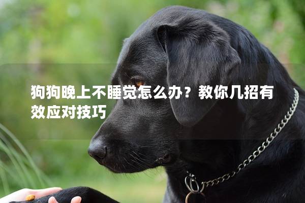 狗狗晚上不睡觉怎么办？教你几招有效应对技巧